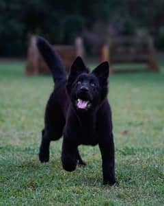 Black Gsd Female Pup