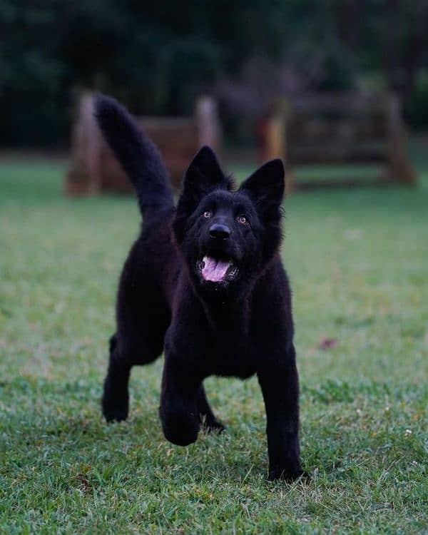 Black Gsd Female Pup 0