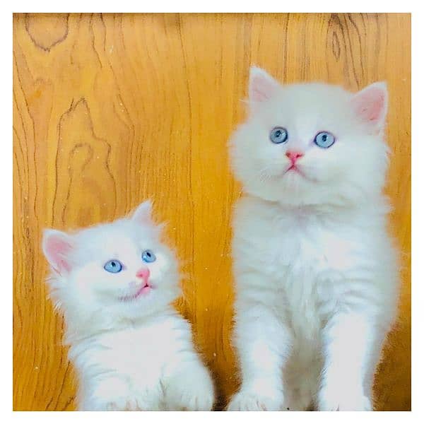 Persian triple coated punch face kitten available for sale 0