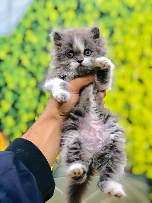 Persian triple coated punch face kitten available for sale 3