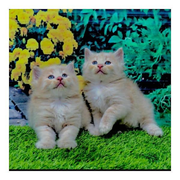 Persian triple coated punch face kitten available for sale 7