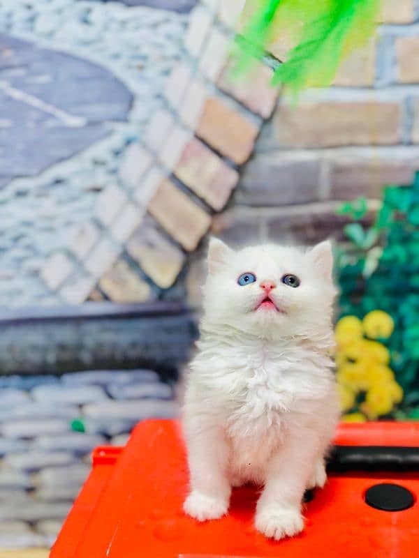 Persian triple coated punch face kitten available for sale 12