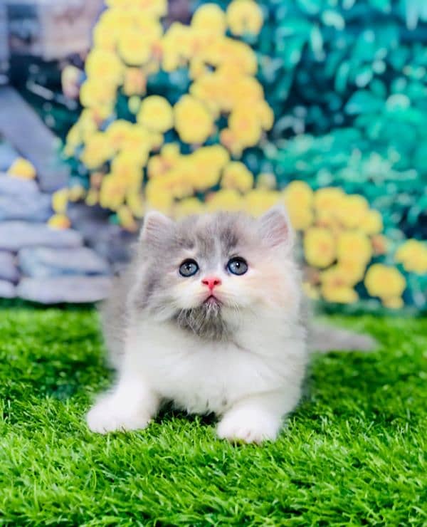 Persian triple coated punch face kitten available for sale 14