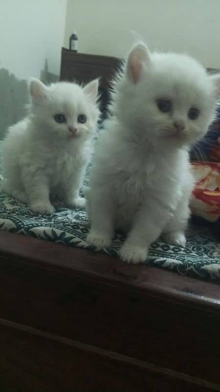 Persian Kittens  single kitten (12500) 0