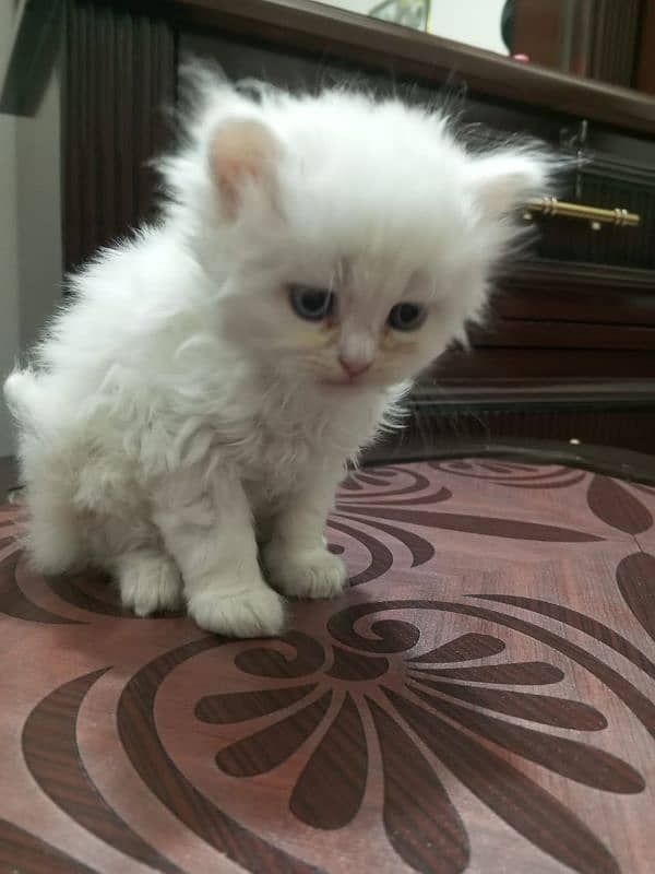 Persian Kittens  single kitten (12500) 1