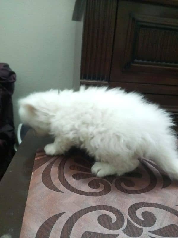 Persian Kittens  single kitten (12500) 2