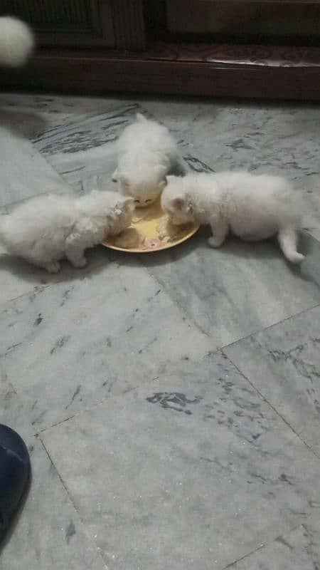 Persian Kittens  single kitten (12500) 3