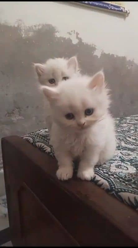 Persian Kittens  single kitten (12500) 4