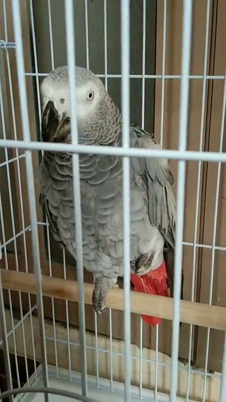 african grey parrot healthy active and friendly for sale 0