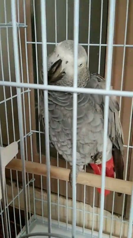 african grey parrot healthy active and friendly for sale 1