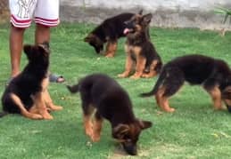 German shepherd Long Coat Male & Female puppy 03287625932WhatsApp