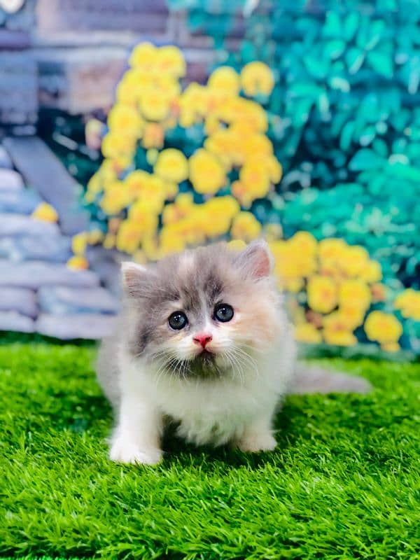 Persian triple coated punch face kitten available for sale 12