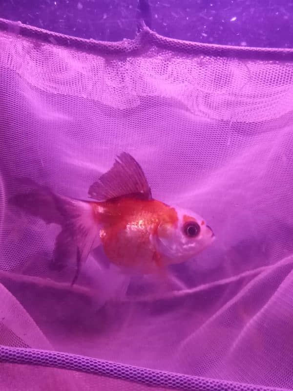 HIGH FIN DOUBLE TALE GOLDFISH FOR SALE 0