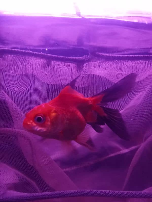 HIGH FIN DOUBLE TALE GOLDFISH FOR SALE 1