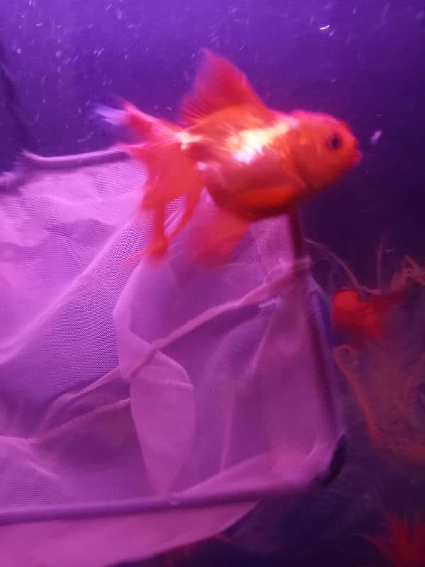 HIGH FIN DOUBLE TALE GOLDFISH FOR SALE 3