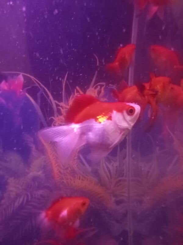 HIGH FIN DOUBLE TALE GOLDFISH FOR SALE 2