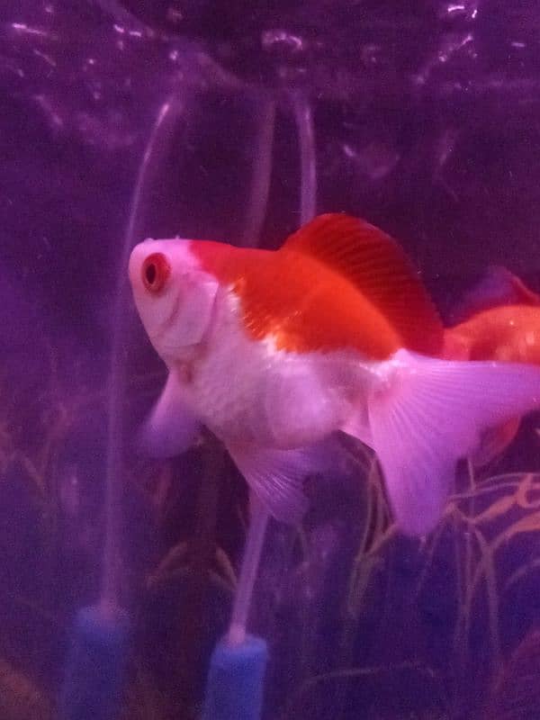 HIGH FIN DOUBLE TALE GOLDFISH FOR SALE 4