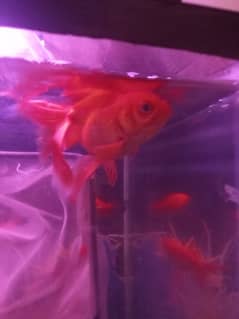 DOUBLE TALE GOLDFISH FOR SALE