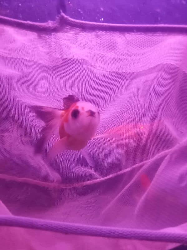 HIGH FIN DOUBLE TALE GOLDFISH FOR SALE 6