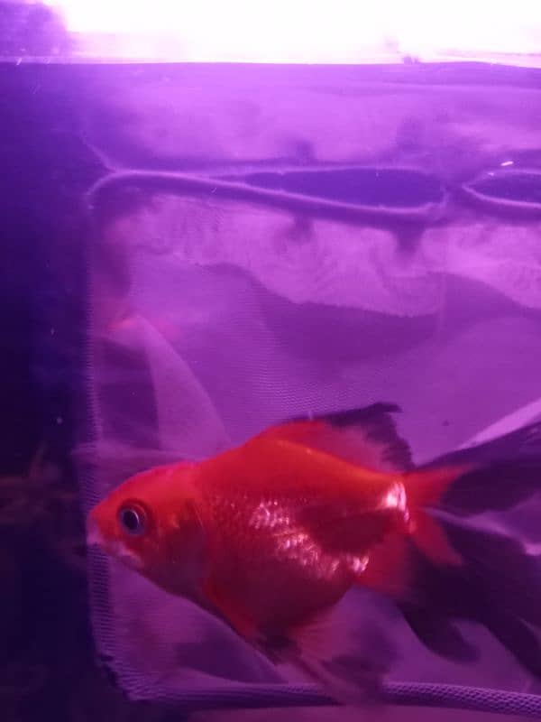 HIGH FIN DOUBLE TALE GOLDFISH FOR SALE 7