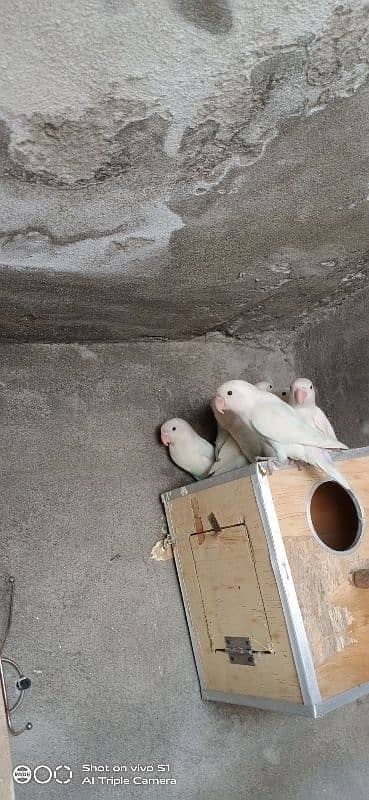 Albino Black eye Pair 1