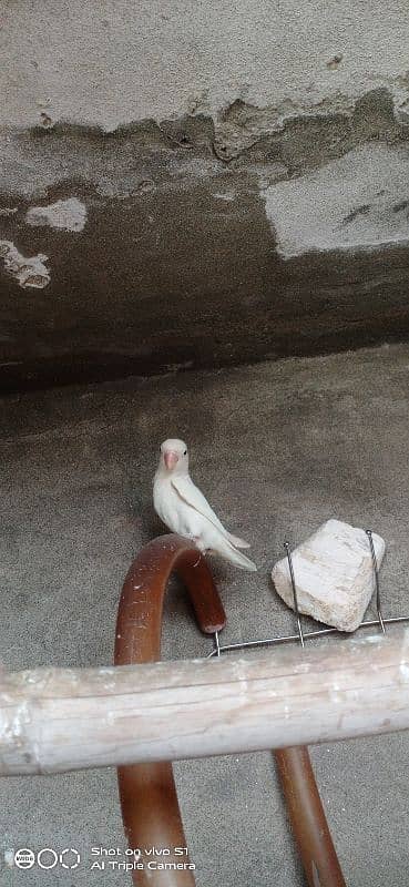 Albino Black eye Pair 2