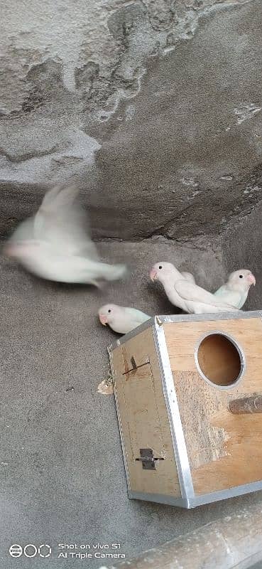 Albino Black eye Pair 9