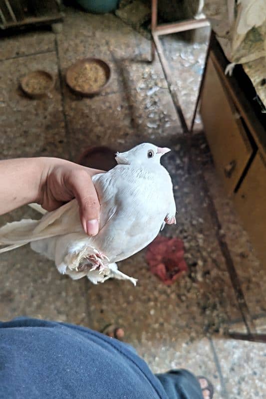 White Lakkah Pigeon Pair – 1 Year Old | Healthy & Active 1