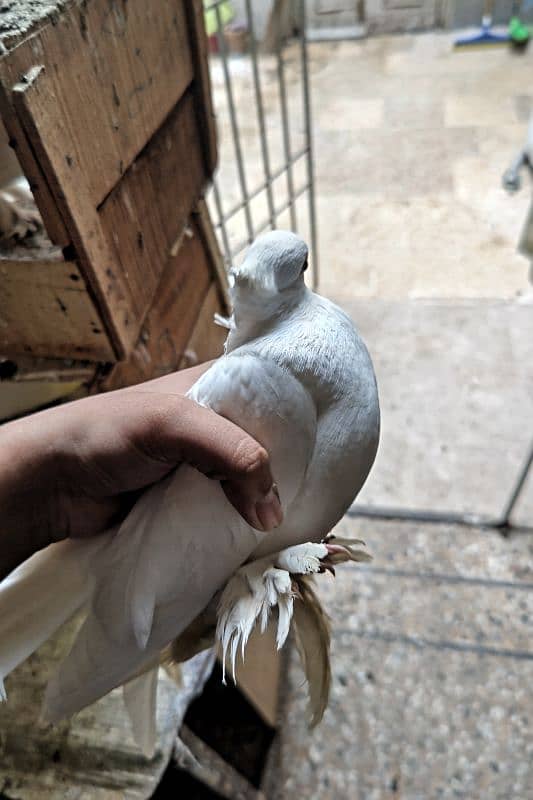 White Lakkah Pigeon Pair – 1 Year Old | Healthy & Active 3