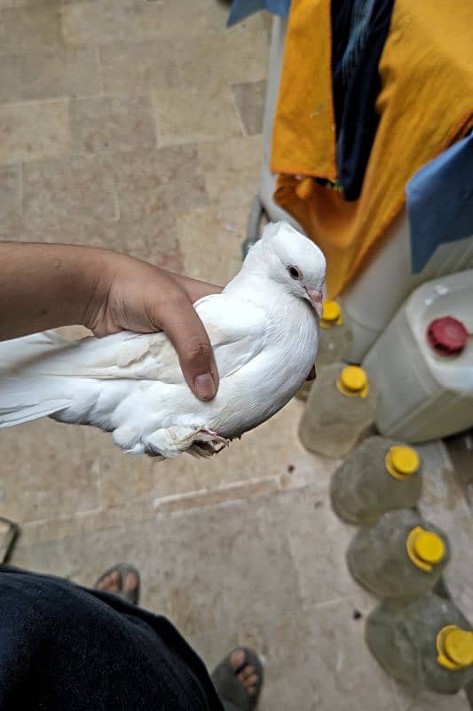 White Lakkah Pigeon Pair – 1 Year Old | Healthy & Active 4