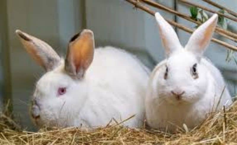 pair of rabbits ready 1