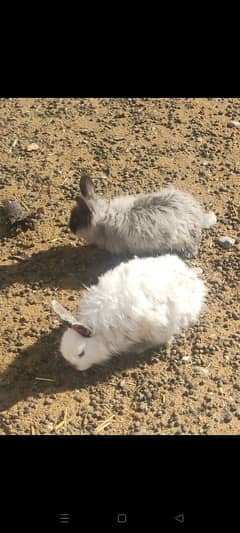 english angora pair 3800 single 2000