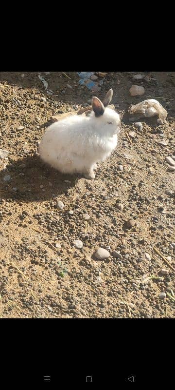 english angora pair 3800 single 2000 1