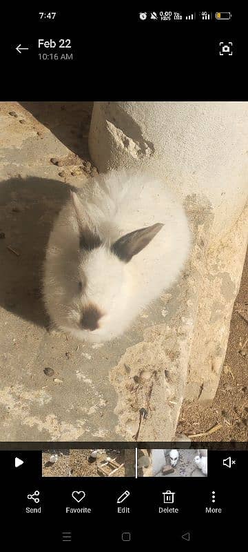 english angora pair 3800 single 2000 2