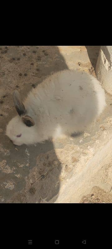 english angora pair 3800 single 2000 3