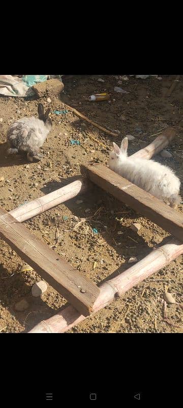 english angora pair 3800 single 2000 4