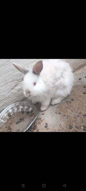 english angora pair 3800 single 2000 5