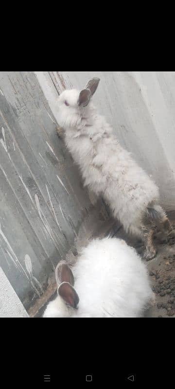 english angora pair 3800 single 2000 6