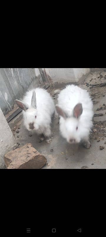 english angora pair 3800 single 2000 7