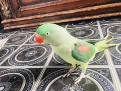 RAW PARROT KASHMIRI ORIGNAL