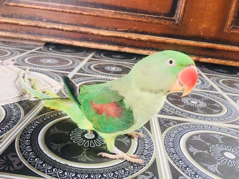 RAW PARROT KASHMIRI ORIGNAL 1