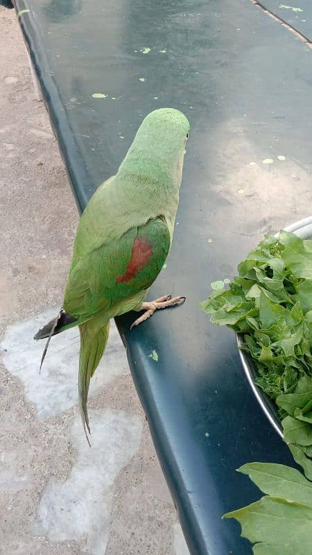 RAW PARROT KASHMIRI ORIGNAL 2