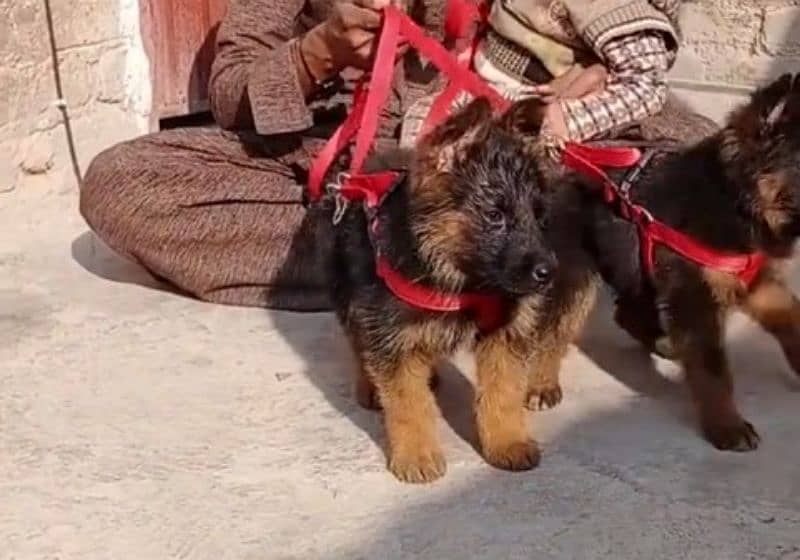 German shepherd Long Coat Male & Female puppy 03287625932WhatsApp 2