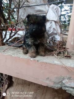 GSD MALE PUPPY