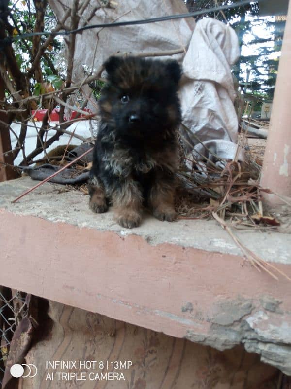 GSD MALE PUPPY 0