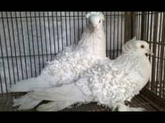 frill pigeon pair