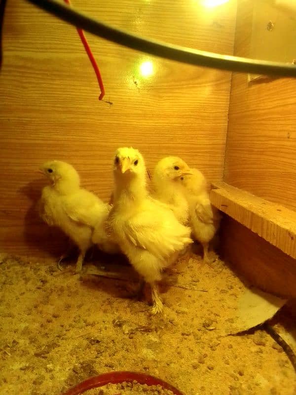 whate heavy frezal chicks 2