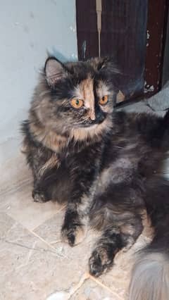 Persian Cat