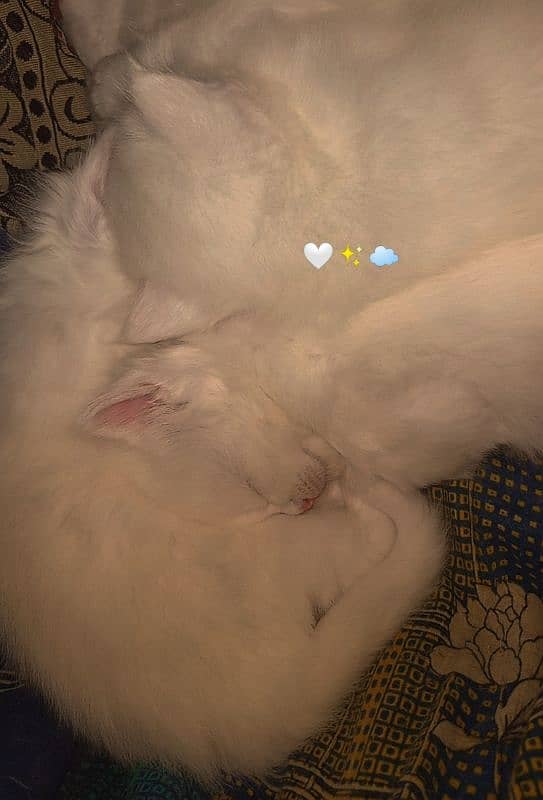 Persian cat with 1.5 month baby 6