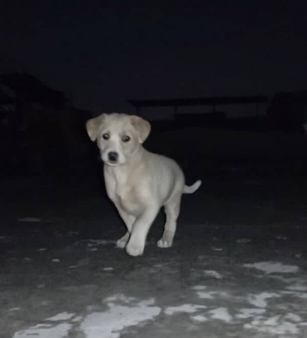 Labrador female puppy urgent sale 0